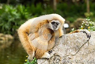 Gibbon in chiangmai zoo chiangmai Thailand Stock Photo