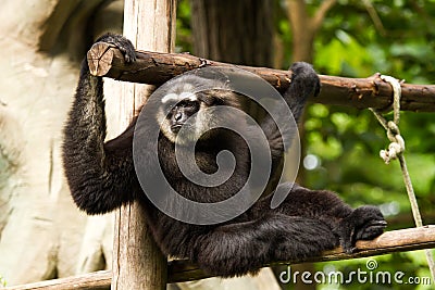 Gibbon in chiangmai zoo chiangmai Thailand Stock Photo