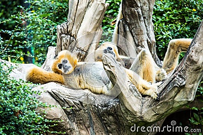 Gibbon in chiangmai zoo, chiangmai Thailand Stock Photo