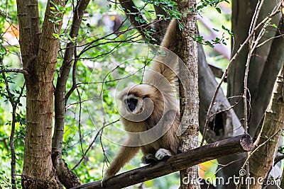 Gibbon in Chiangmai Zoo , Thailand Stock Photo