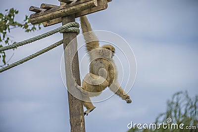 Gibbon, hylobatidae Stock Photo