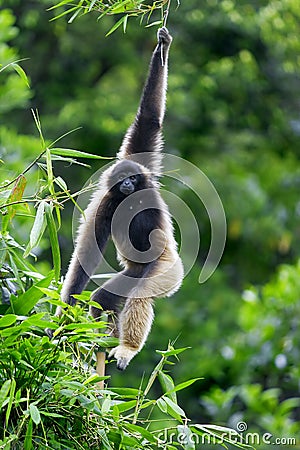 Gibbon monkey Stock Photo