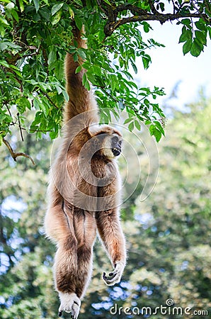 Gibbon monkey Stock Photo