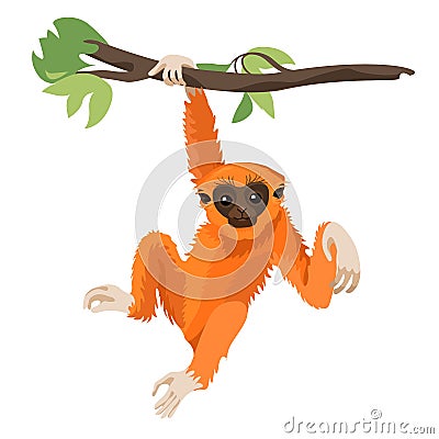 Gibbon primate mammal. Monkey in wildlife. Vector Vector Illustration