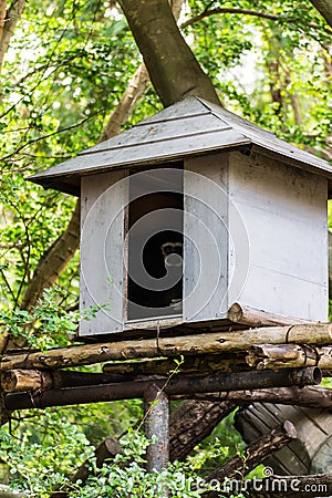 Gibbon In a small house , Chiangmai Zoo , Thailand Stock Photo