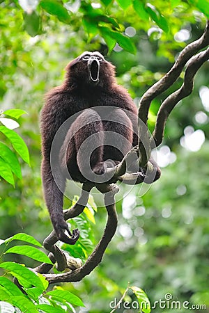 Gibbon vocal display Stock Photo