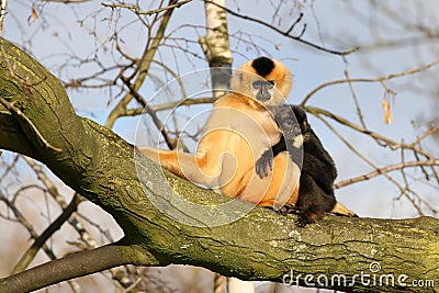 Gibbons Stock Photo