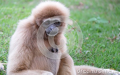 Gibbons Stock Photo