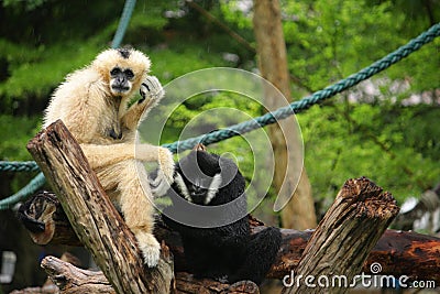 Gibbons sit on the timber Stock Photo