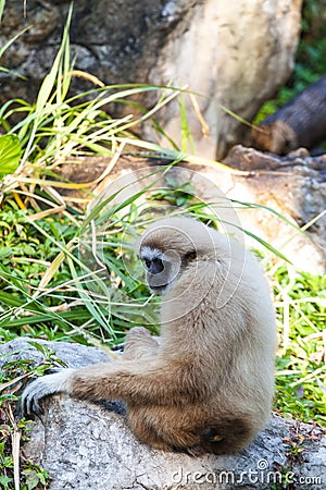 Gibbons on stone Stock Photo