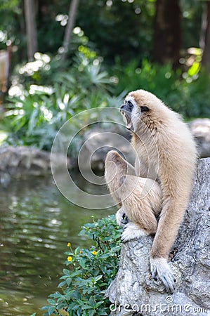 gibbons Stock Photo