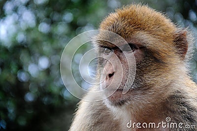 Gibraltar ape Stock Photo