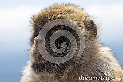 Gibraltar Barbery macaque Stock Photo
