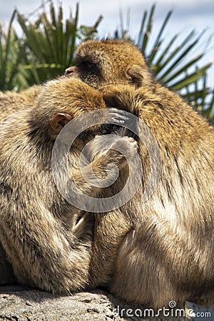 Gibraltar Barbery macaque Stock Photo