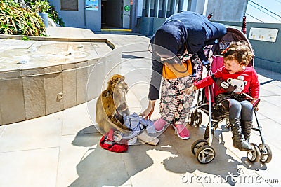 Gibraltar macaques harassing tourists Editorial Stock Photo