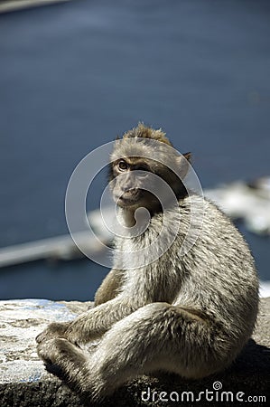 Gibraltar's young ape Stock Photo