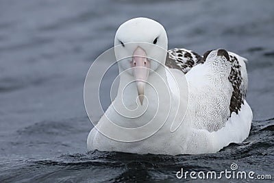 Gibson`s Wandering Albatross, Diomedea exulans, close up Stock Photo