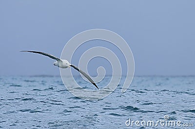 Gibson`s Wandering Albatross, Diomedea exulans, in flight Stock Photo