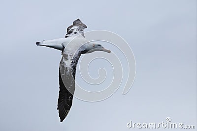 Gibson`s Wandering Albatross, Diomedea exulans, gliding Stock Photo