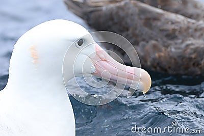 Gibson`s Wandering Albatross, Diomedea exulans, portrait Stock Photo