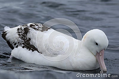 Gibson`s Wandering Albatross, Diomedea exulans, at rest Stock Photo
