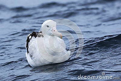 Gibson`s Wandering Albatross, Diomedea exulans, on sea Stock Photo