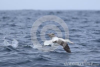 Gibson`s Wandering Albatross, Diomedea exulans, taking off Stock Photo