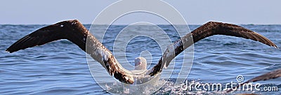Gibson`s Wandering Albatross in Australasia Stock Photo
