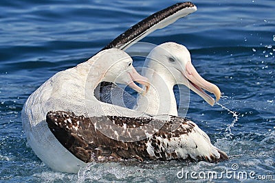 Gibson`s Wandering Albatross in Australasia Stock Photo