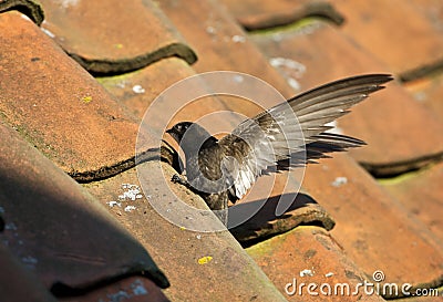 Gierzwaluw, Common Swift, Apus apus Stock Photo