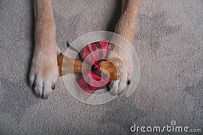 Gift bone between dog paws on gray carpet Stock Photo