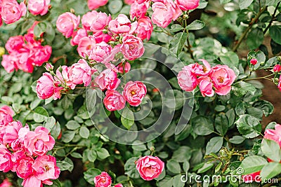 Gift card of small pink flowers, roses in garden Stock Photo