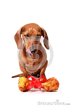 Gift for dog Stock Photo