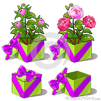 Gift green box with pink peonies. Vector flower Vector Illustration