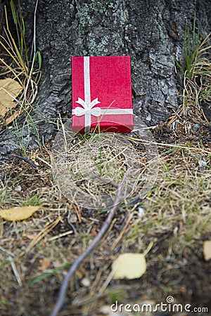 The gift lies under the tree Stock Photo