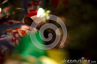 Gift Peeking Christmas Cat Stock Photo