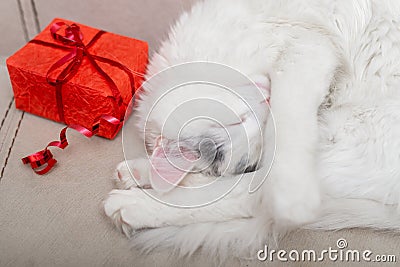 Gift in a red package and a sleeping white cat Stock Photo