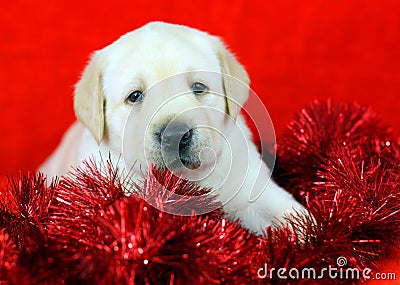 Gift yellow labrador puppy with New Year (Christmas) toys Stock Photo