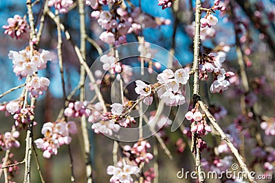 Cherry blossom at Ioji Temple on Nakasendo ancient road in Nakatsugawa, Gifu, Japan. Temple have a history of over 500 years Stock Photo