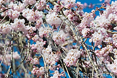 Cherry blossom at Ioji Temple on Nakasendo ancient road in Nakatsugawa, Gifu, Japan. Temple have a history of over 500 years Stock Photo