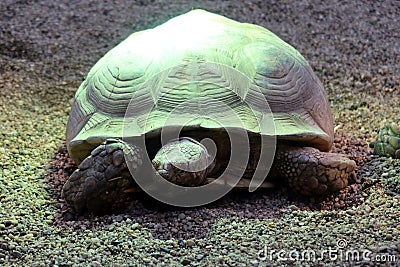 Gigant turtle closeup view. Stock Photo