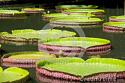 Gigant Water-lily, Nenuphar, Tropical climate Stock Photo