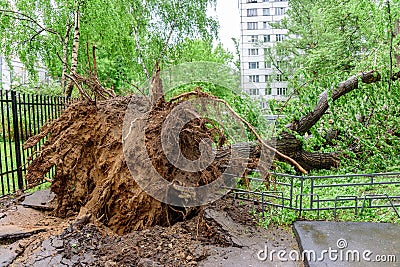 Gigantic fallen poplar tree toppled and cracks in asphalt as a result of the severe hurricane in one of courtyards of Moscow Stock Photo