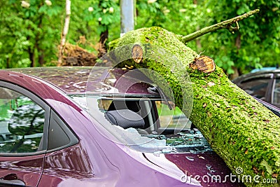 Gigantic fallen tree crushed parked car as a result of the severe hurricane winds in one of courtyards of Moscow Stock Photo