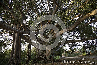 Gigantic ficus tree grown naturally on the way to a temple in Kengtung. With wide spread branches. Editorial Stock Photo