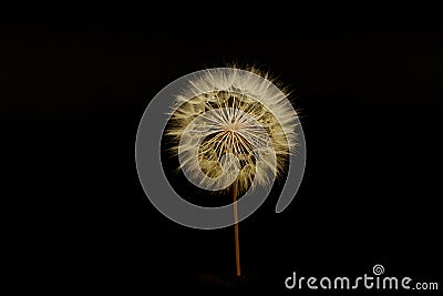 A gigantic fuzzy dandelion, with seeds attatched, forming a fuzzy sphere, againt the black background of a computer screen. Stock Photo