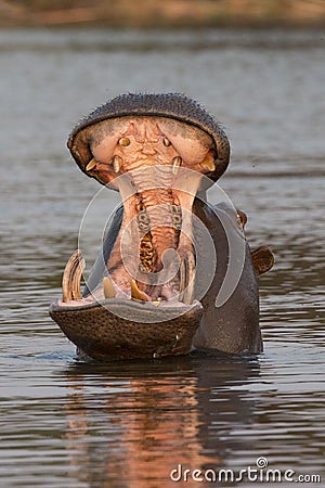 Gigantic hippo opening mouth on the Choebe river Stock Photo