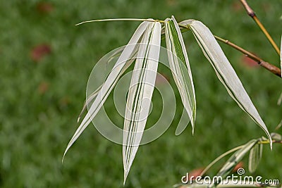 Gigantochloa spp.Dang Karnjana à¸´bamboo plant in a garden.`Gigantochloa auriculata` Stock Photo