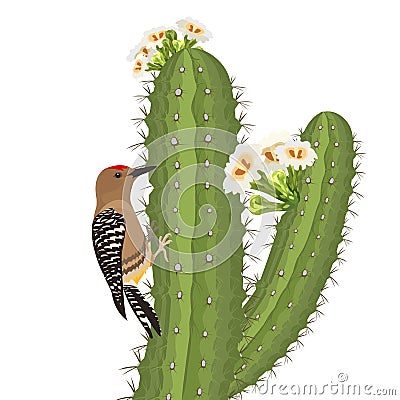 Gila woodpecker bird on saguaro cactus in desert wildlife. Vector Vector Illustration