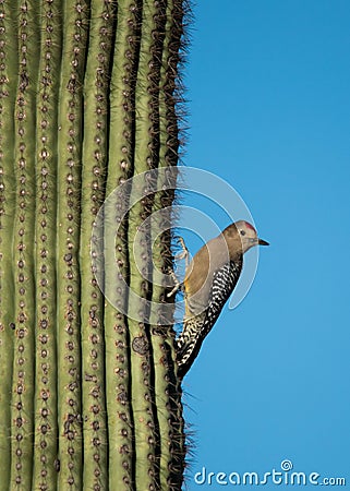 Gila woodpecker clinging to a cactus Stock Photo